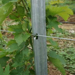 Quality Power Coated Round / Square Metal Vineyard Trellis Posts Q195 / Q235Material wholesale