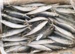 90g BQF Seafrozen Decapterus Muroaji Frozen Fishing Bait