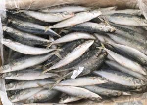 Quality 90g BQF Seafrozen Decapterus Muroaji Frozen Fishing Bait wholesale