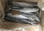 Bulk 700g 1000g Whole Round Frozen Spanish Mackerel