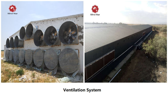 54-384 Birds/Set Layer Bird Cage , SONCAP Battery System Of Poultry Farming
