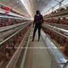 Quality 110kg Chicken Battery Cage with 450cm2 Area/bird Adela wholesale