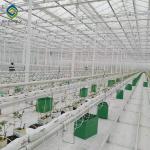 Strong Structure Large Glass Greenhouse , Venlo Glass Greenhouse Single Layer