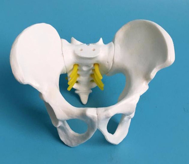 Plastic Mini 13x9x9cm Female Pelvis Model For Medical Teaching