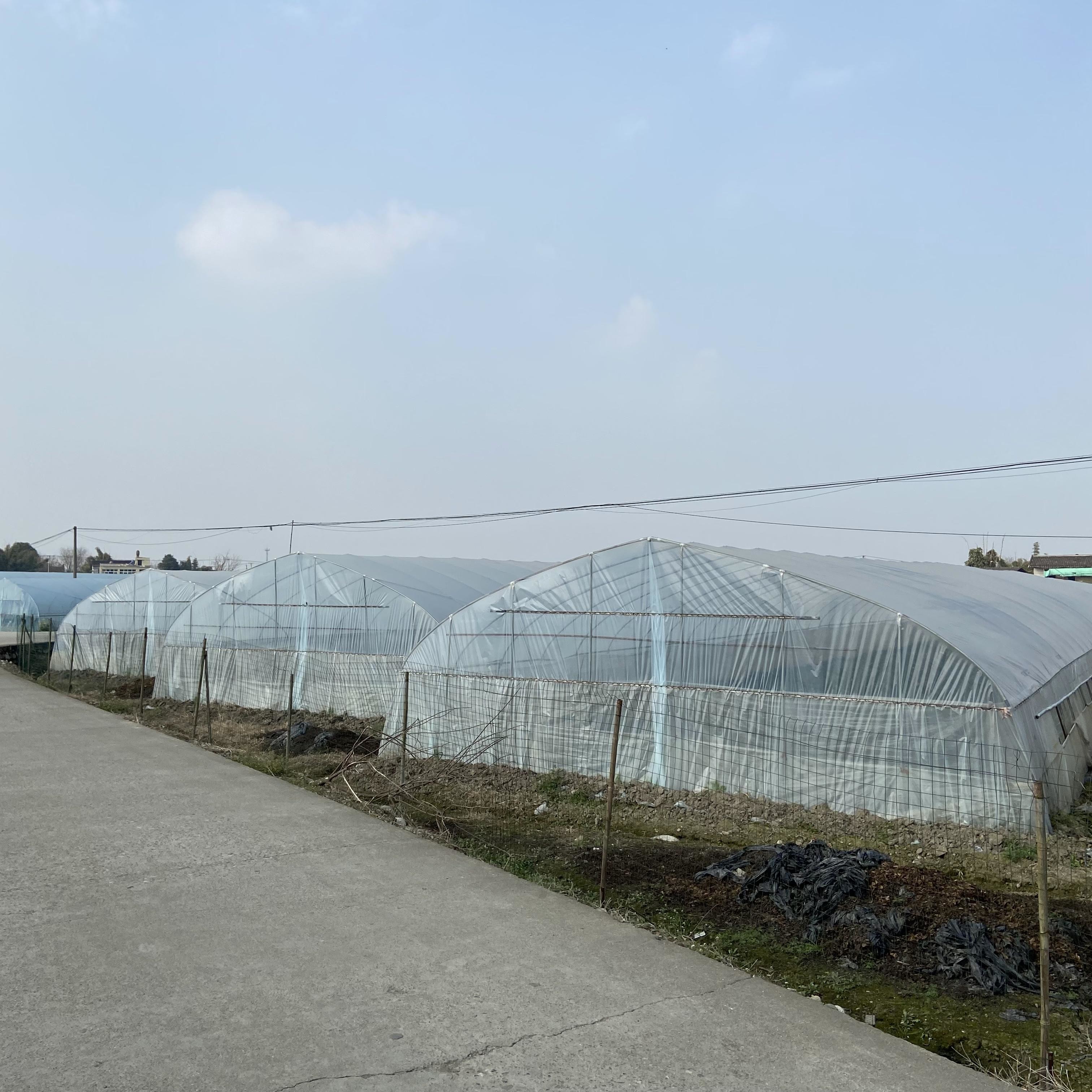 Agricultural Tent Singlespan Polytunnel Green House Poly Film Tunnel Plastic Greenhouse