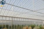 Agriculture Multi Span Poly Tunnel Greenhouse Environment Friendly For