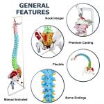 Colored Spine Anatomical Skeleton Model Pelvis Femur Heads