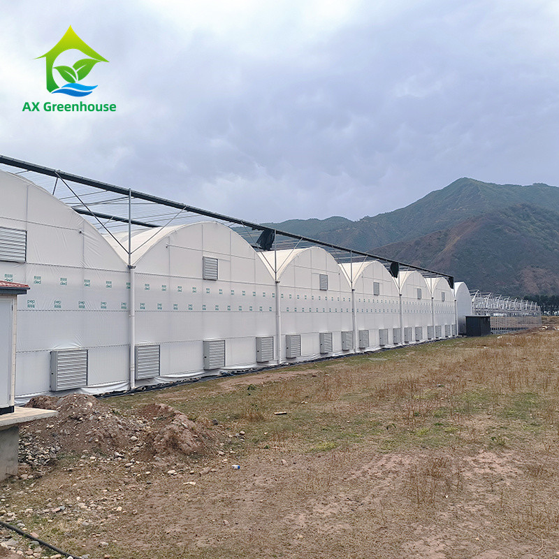Galvanized Steel Frame PE Plastic Film Greenhouse For Agriculture Low Cost Tunnel