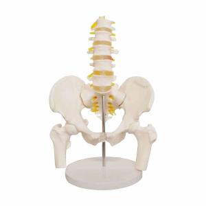Quality Medical Lumbar Spine Pelvic Anatomical Skeleton Model Vertebral Column 3D wholesale