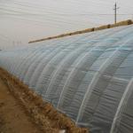 Square Meter Commercial Cucumber Cultivation Sunlight Greenhouse Solution with