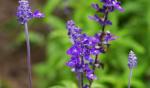 salvia sclarea extract China manufacturer --Salvia Miltiorrhizae bge extract