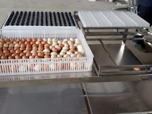 Quality Transfer Commercial Automatic Egg Candling Table Equipment Machine wholesale