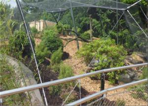 Quality Wear Resisting Stainless Steel Cable Trellis Mesh For Green Wall Foundation wholesale