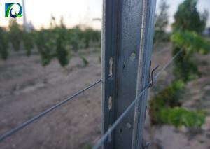 Quality Galvanised 50x40MM Vineyard Trellis Posts For Big Wine Garden wholesale