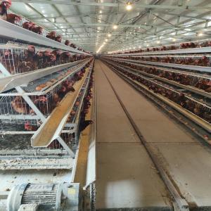 Quality Hot Dipped Galvanized A Type Layer Chicken Cage For Farm wholesale
