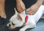 Pink Orange Nylon Rope Dog Collar With Buckle Adjustable Buffered