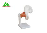 Human Joint Model For Medical Teaching 11cmx4cm Corrosion Resistance