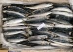 Purse Seine Catch Seafrozen 90g 100g Round Scad Fish