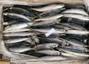 Quality Fresh Healthy Horse Mackerel 90g 100g Frozen Fishing Bait wholesale
