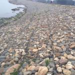 Pvc Coated Galvanized Gabion Retaining Wall 2x1x1m 8x10cm