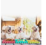 Interactive Dog Bowls Treat Dispensing 4-pack Slow Feeder Pad Licking Mat