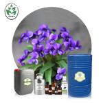 CAS 8024-08-6 Aromatherapy Violet Flower Essential Oil Body Care