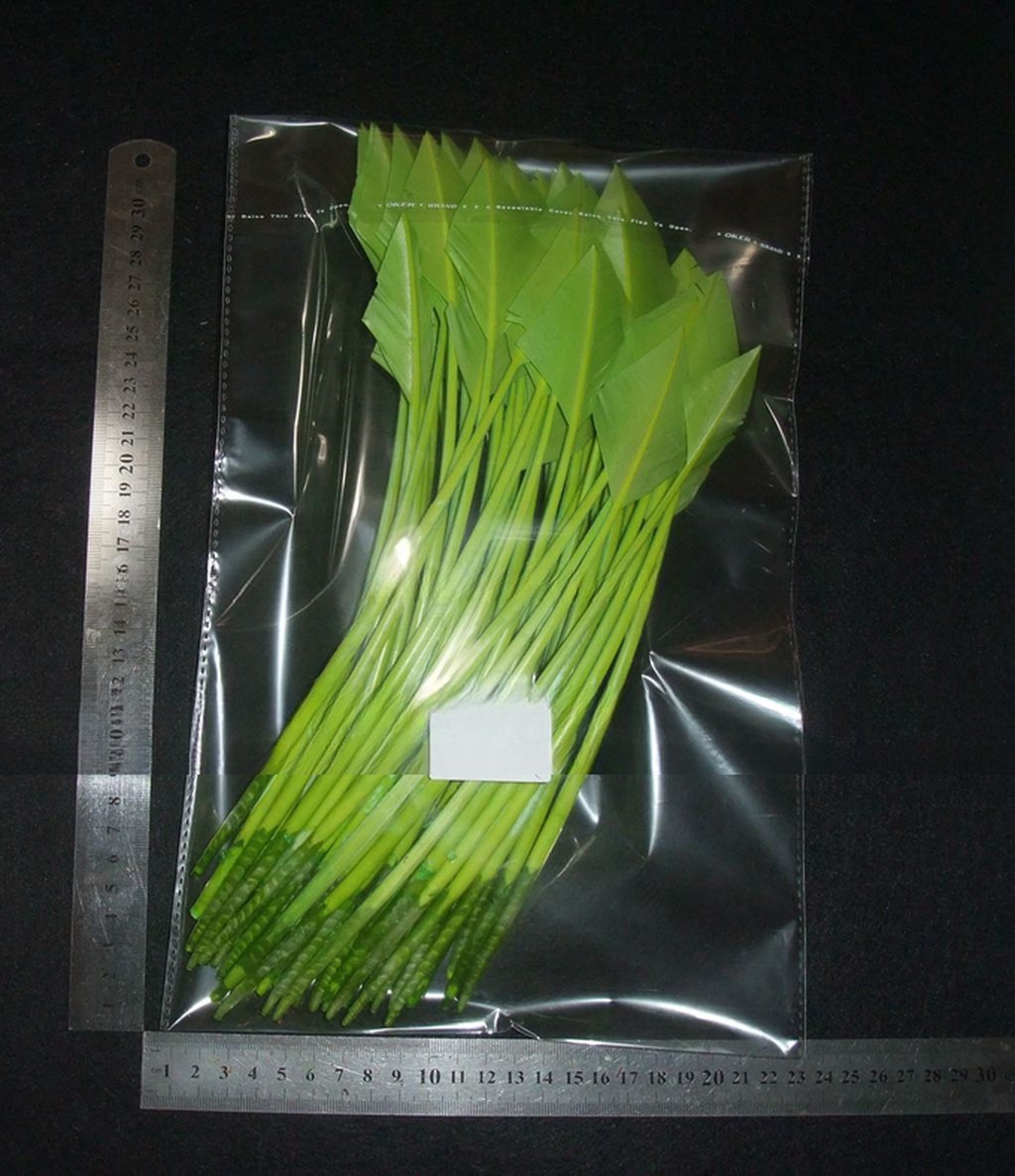 Dyed Arrow Head Striped Turkey Feather Quill with Silk Screen Printing