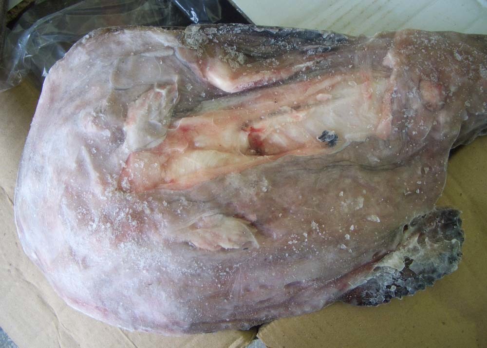 Original Color Fried Monkfish Lophius Litulon Latin Name 500 / 700