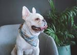 Blue Dog Scarf Collar Puppy Bandana Collar Plaid Cotton