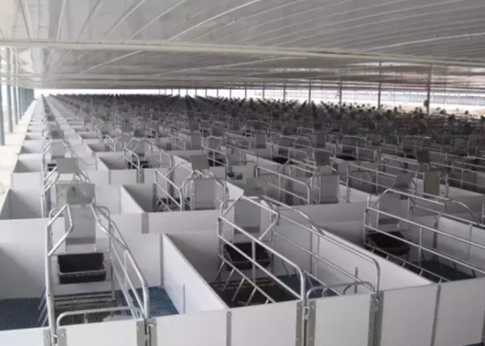 Hot Dip Galvanized Hog Farrowing Crates Anti Sliding Plastic Slots For Piglets