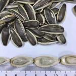 High Quality Roasted Salted Sunflower Seeds Sunflower Seeds Kernel Style Salty