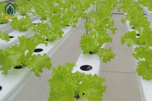 Quality Greenhouse NFT Hydroponic PVC Pipe With Removable Lid For Vegetables Growing wholesale