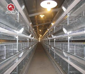 Quality 50000 Layers Farm Poultry Chicken Cage Equipment wholesale