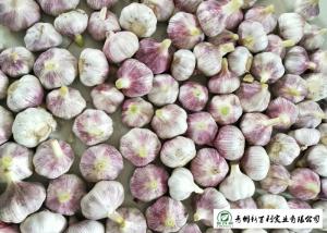 Quality Healthy Fresh Organic Garlic , Natural Garlic Liliaceous Vegetable Type wholesale