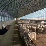 Chicken Cages Heaters Poultry Farm Plastic Film Greenhouse Agricultural