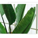 Eco Friendly Artificial Potted Floor Plants PU Traveler Banana Palm Bonsai