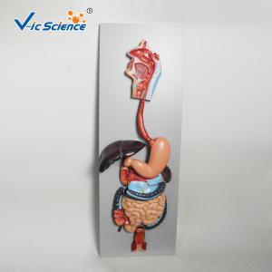 Quality Medical Science Human Digestive System Display Simulation Anatomy Model wholesale
