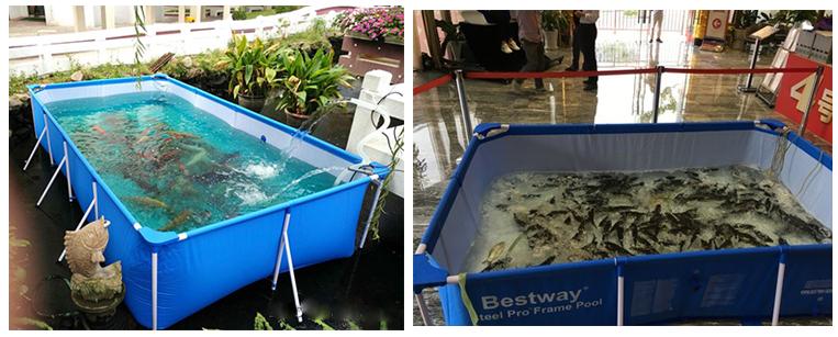 portable koi tank.JPG