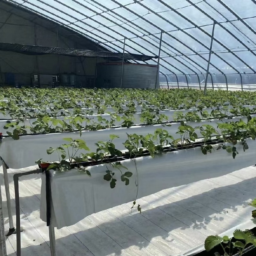 Flower Sunlight Greenhouse Drip Irrigation