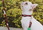 5 Foot 4 Foot Anti Pull Dog Leash