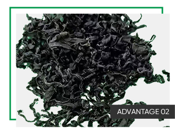Normal Ingredients Alga Dark Green Dried Seaweed Smell Fragrant Dried Cut Seaweed Wakame