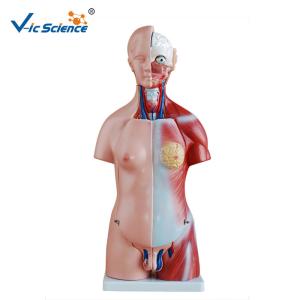 Quality CE Human Torso Model For Medical Science Teaching Demonstration wholesale