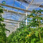Sainpoly Tomato Greenhouse Agricultural Greenhouses For Vegetable Production