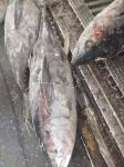 Tongzhonghe Seafrozen Whole Yellowfin Tuna 20kg up For Canned