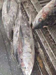 Quality Tongzhonghe Seafrozen Whole Yellowfin Tuna 20kg up For Canned wholesale