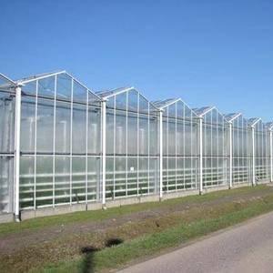 Quality Agricultural Transparent Venlo Type Greenhouse For Fruits Flowers wholesale