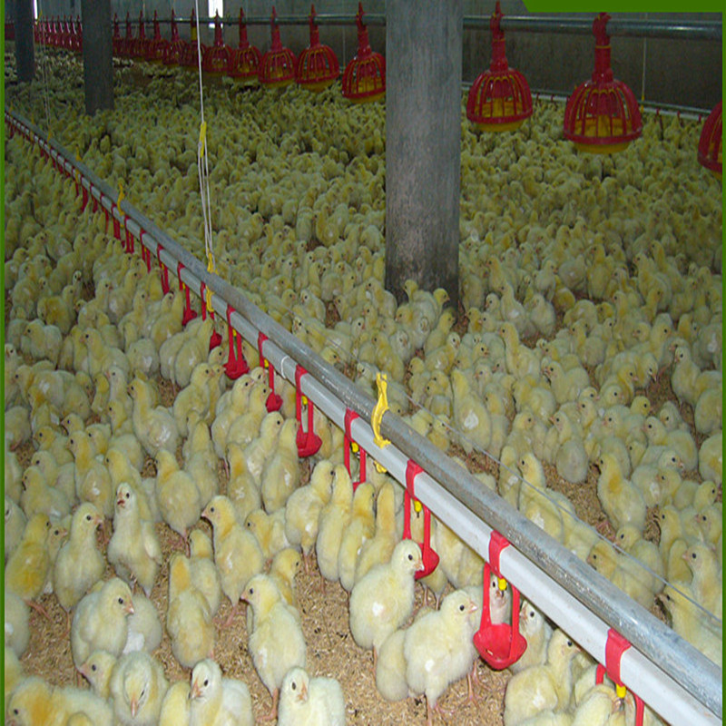 Automatic Poultry Feeding Broiler Equipment Chicken Floor Ground System 1.1KW