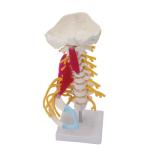 Spine Cervical Vertebra Full Size Medical Skeleton Nerves Posterior Occipital