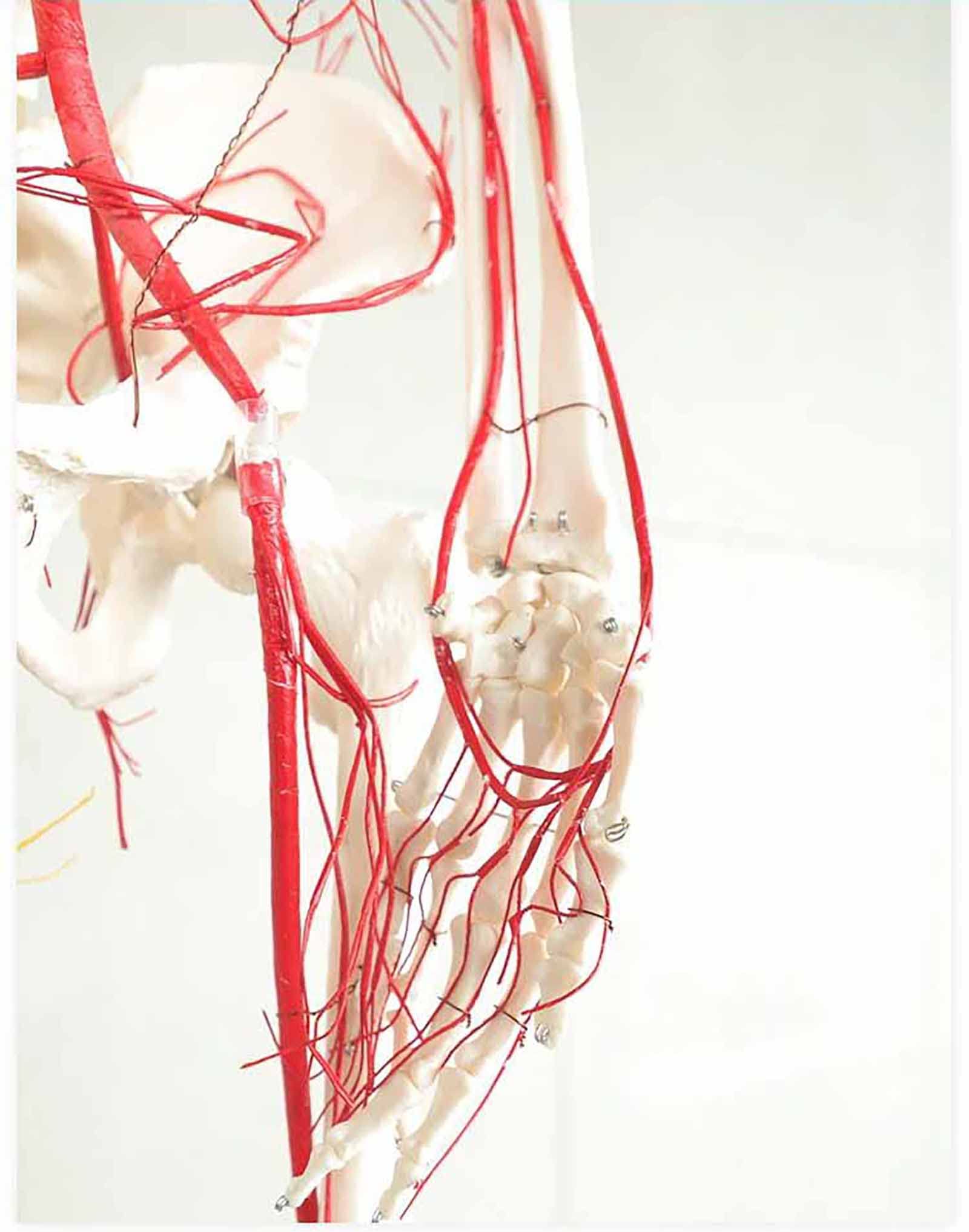 All human skeleton model with neurovascular Life Size Skeleton with Spinal Nerves Muscle Insertion Human Skeleton Model