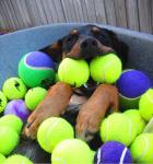 Pet toys for dogs